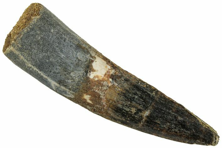 Fossil Spinosaurus Tooth - Real Dinosaur Tooth #319060